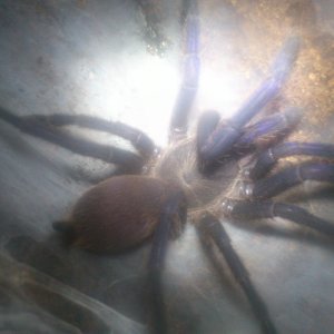 Charlie 1.......Chilobrachys Dyscolus sp Blue