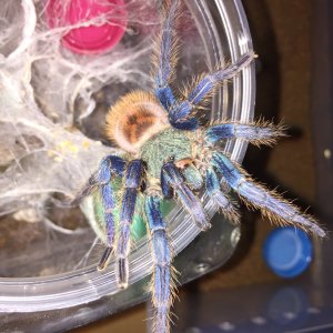 GBB