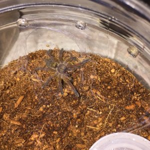 H pulchripes