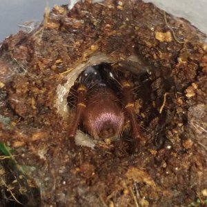 Thrigmopoeus psychedelicus - Indian Rainbow/LSD Tarantula