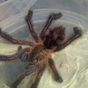 Avicularia diversipes - Amazon Sapphire pink toe - Topaz