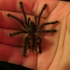 Astrocyte- Avicularia Avicularia