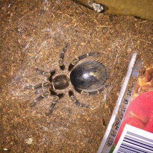 G pulchripes