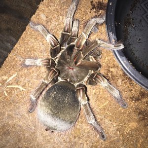 RAMBO, adult female T stirmi