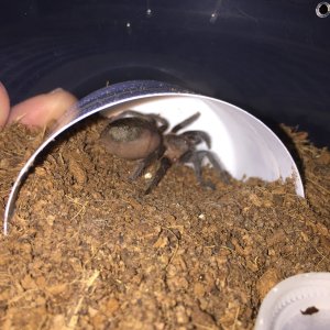 B vagans sling