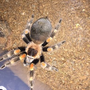 B smithi, 3.5"