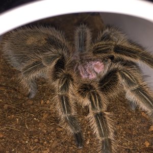 G porteri adult female