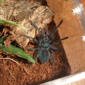 Phormictopus sp. full green - Guaba