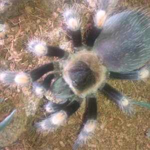 Nacho......B smithi