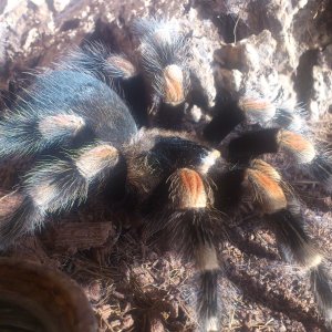 Sammie.......B smithi