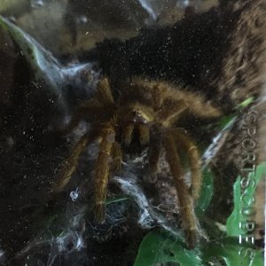 My little OBT