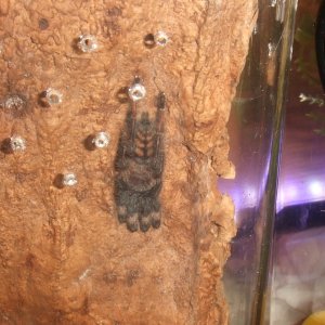 Psalmopoeus irminia - Sierra