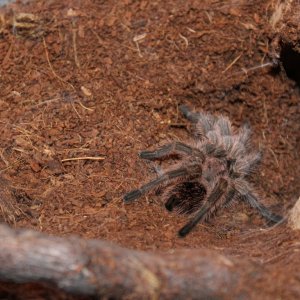 Grammostola porteri fresh molt