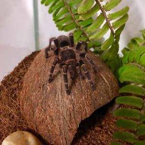 G pulchripes "Lucifer"