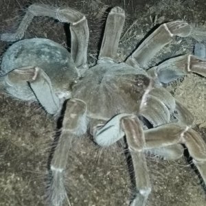 T. Stirmi (AF)