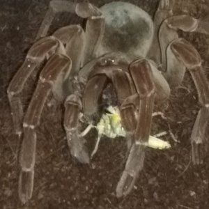 T. Stirmi (AF) Duchess