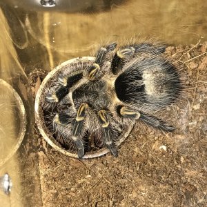 G pulchripes