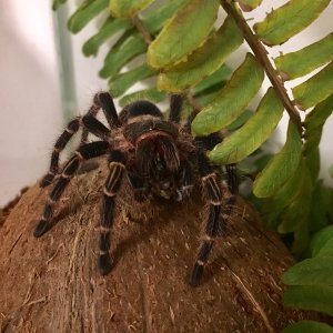 Lucifer decided to eat two weeks after molting