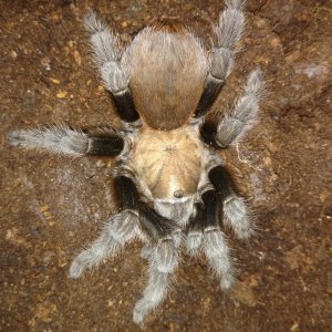 Aphonopelma anax male