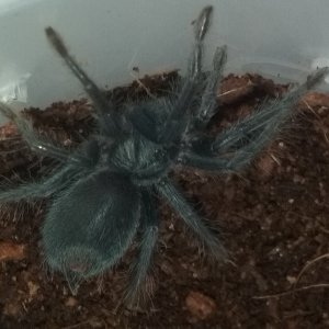 Phormictopus sp. full green