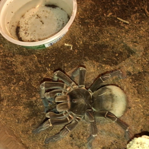 "Creeper", T stirmi eating lg dubia