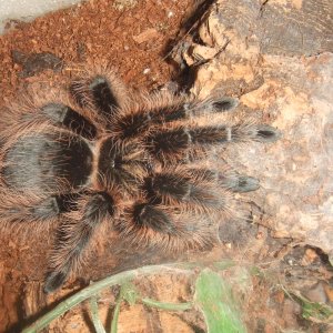 Brachypelma albopilosum (Honduran) - Coco