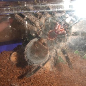 Brachypelma albopilosum (Honduran) - Jalen