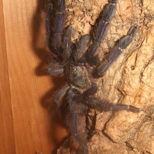 Tapinauchenius violaceus - Kutari