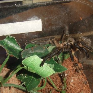 Harpactira pulchripes - Zulu