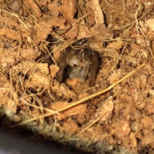 sir legsalot, brachypelma albopilosum