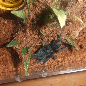 Phormictopus sp. full green - Guaba