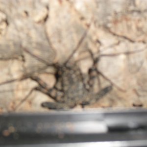 Tailless whip Scorpion