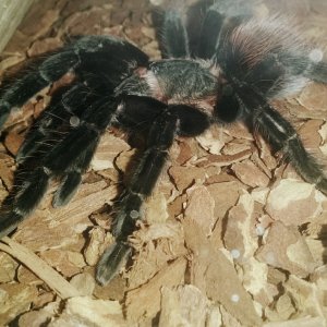 brachypelma vagans (mexican red rump)