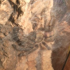 Psalmopoeus cambridgei - Kairi