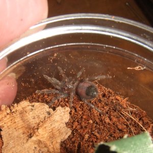 Brachypelma albopilosum Nicaragua - Nicarao