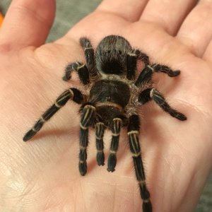 G pulchripes