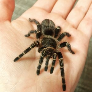 G pulchripes