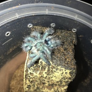 Stunning avic Versi moments after molt