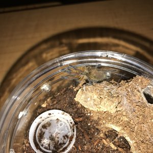 H pulchripes getting those beautiful colors