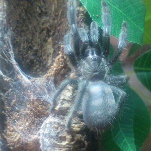 Tiger Feet.....P irminia