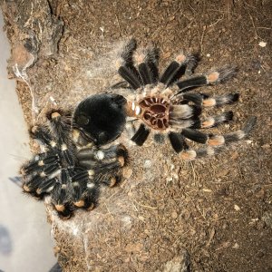 B smithi after molting