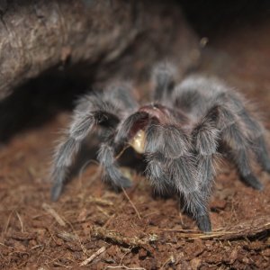 Grammostola porteri enjoying a juicy mealworm