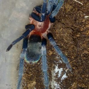 0.1 2.75" H. sanguiniceps