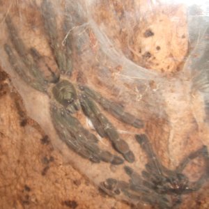 Psalmopoeus cambridgei - Kairi