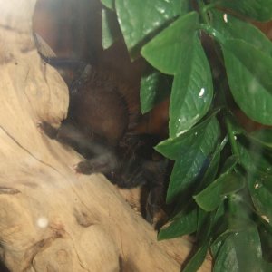 Lampropelma sp. Borneo Black - Sable