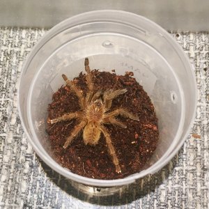 Little OBT