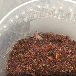 Baby A geniculata