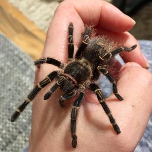 G pulchripes