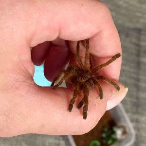 P murinus "Sunshine"