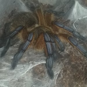 H. Pulchripes  (Apollo)